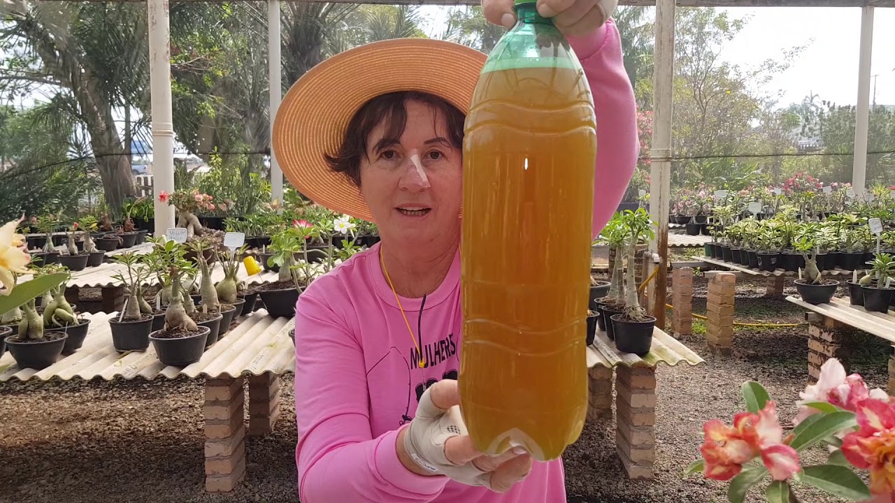 Tratamento Orgânico no Cultivo de Rosa do Deserto BIOFERTILIZANTE