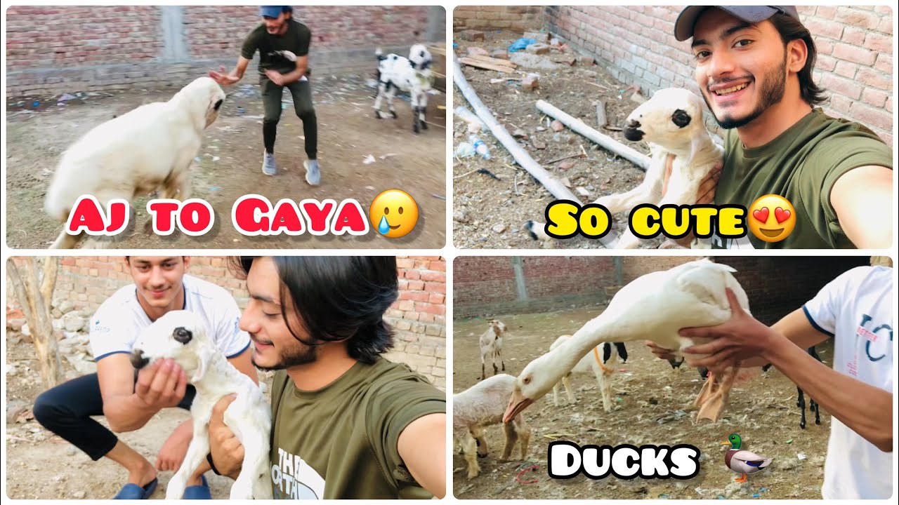 Aj mar par gai Bakry sy🥲||Bakra EID||cute Baby😍