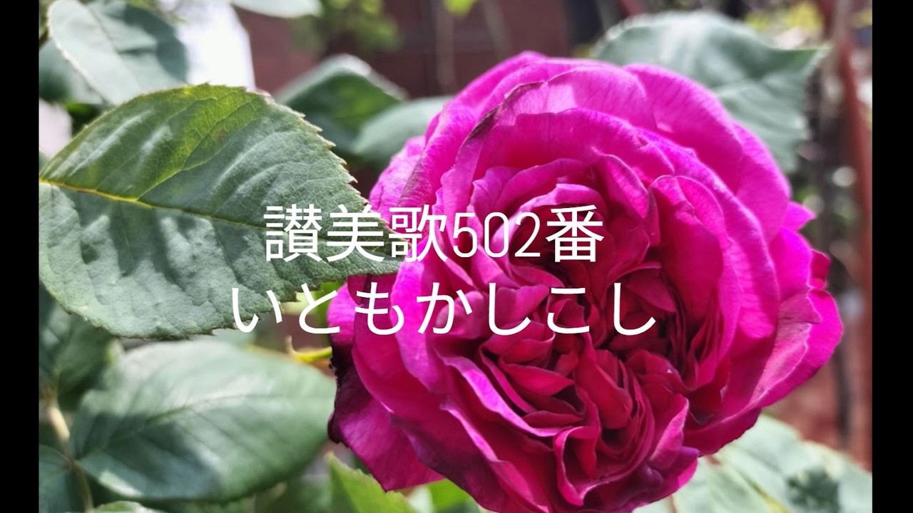 讃美歌502番　「いともかしこし」