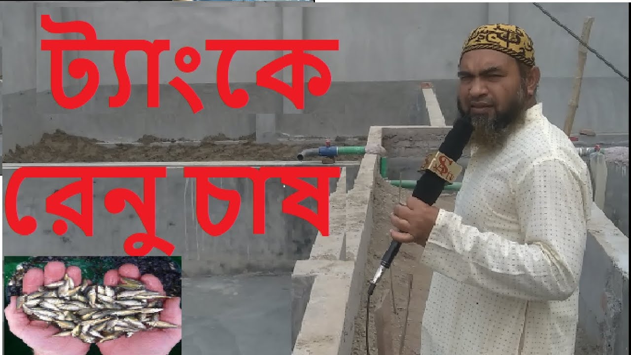 Sheed culture in tank // ট্যাংকে রেনু চাষ