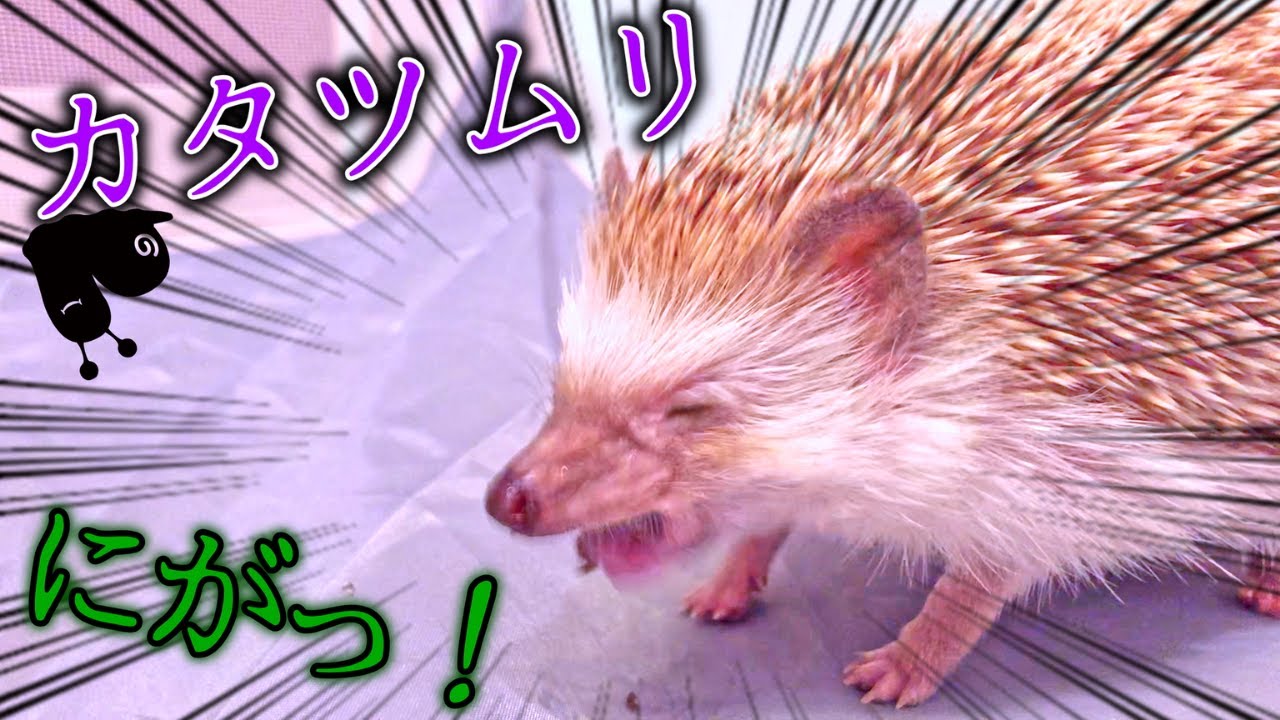 【珍味？】ハリネズミはカタツムリを食べるの？
