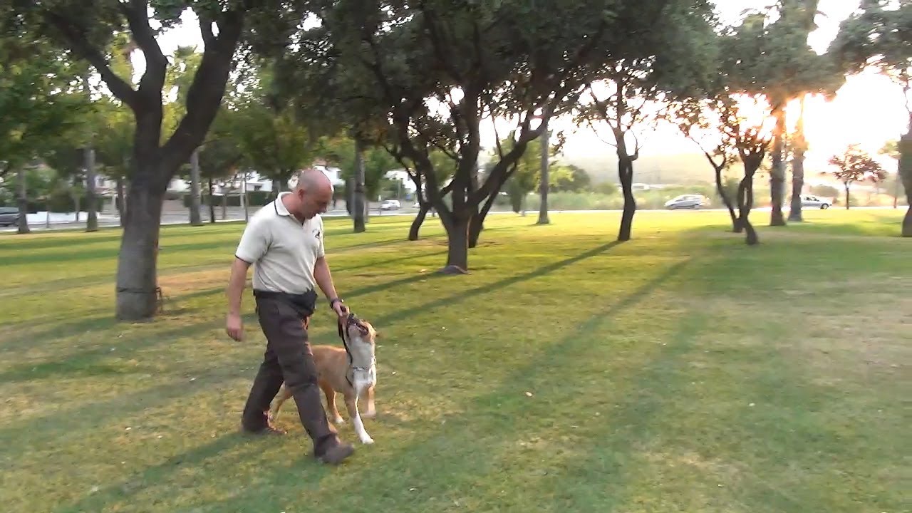 Curso OnLine Adiestramiento Canino en Obediencia Ejercicios Fase III