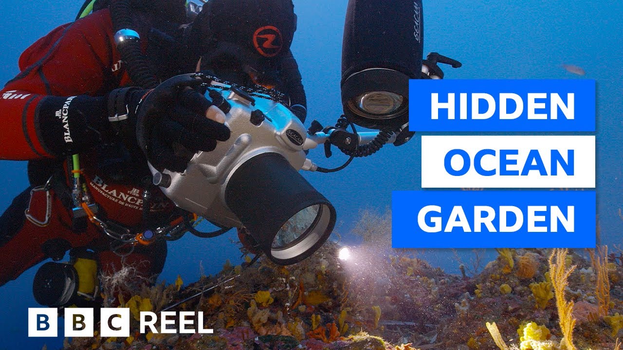 The &lsquo;underwater garden&rsquo; that only grows in the Mediterranean Sea &ndash; BBC REEL