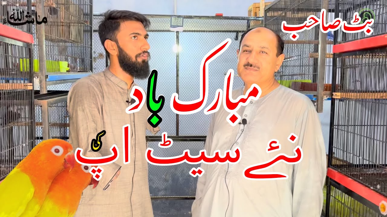 Visit New🥰 setup NAEEM Butt🔥SB |LoveBirde|White|Yellow|Green|Cockatail|Sun conure#trendin