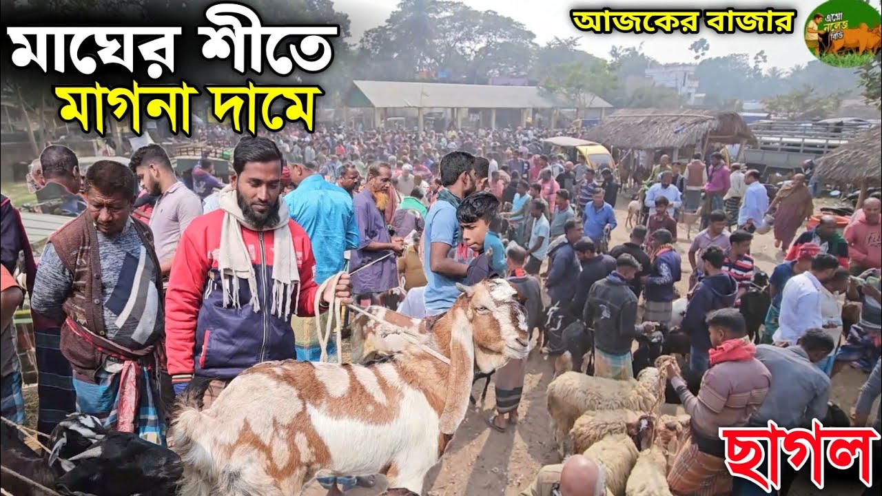 মাঘ মাসের শীতে মাগনা দামে❗ছাগল বিক্রি হচ্ছেে ঝিকরগাছা ছাগলের হাট এ 