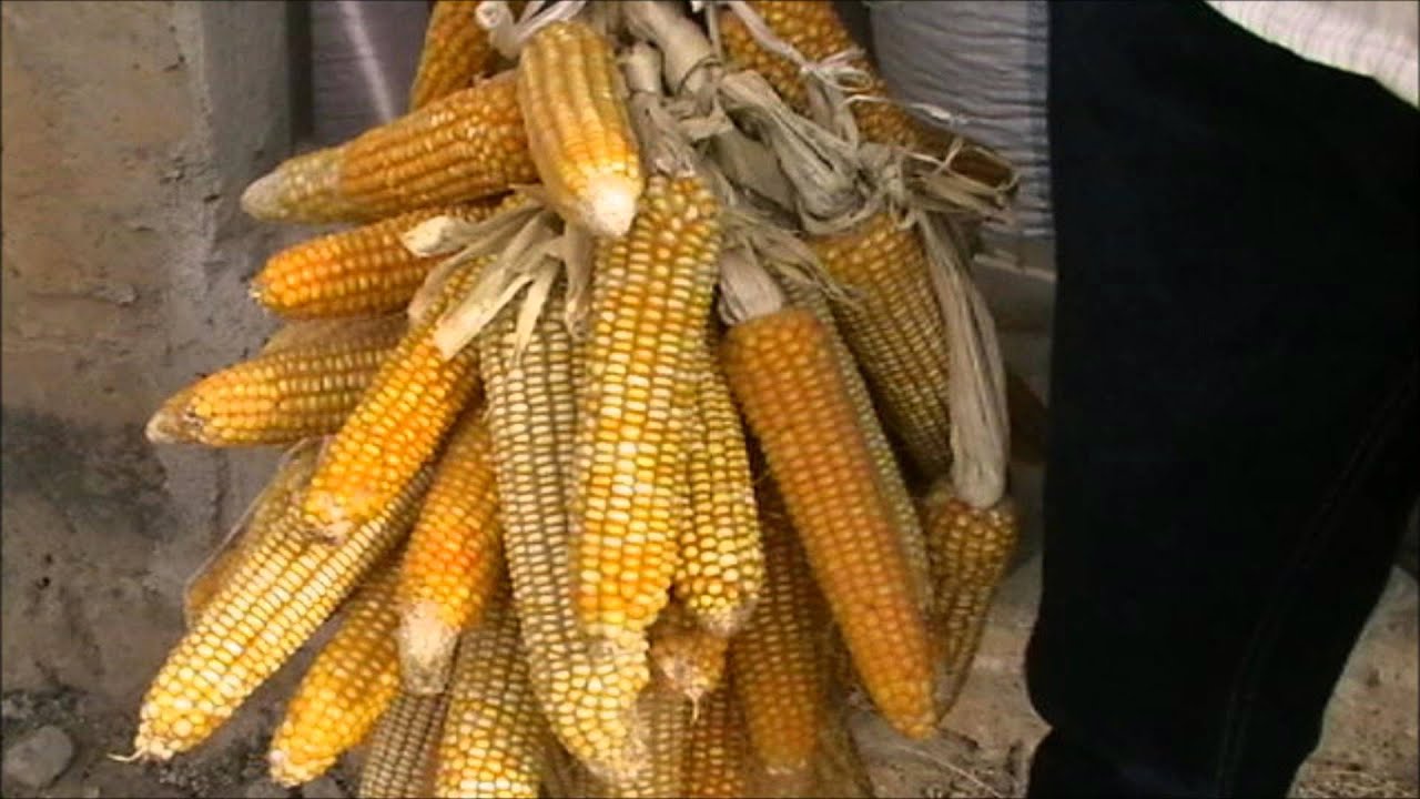 ANCAR: le conseil agricole dans la vallée du fleuve sénégal