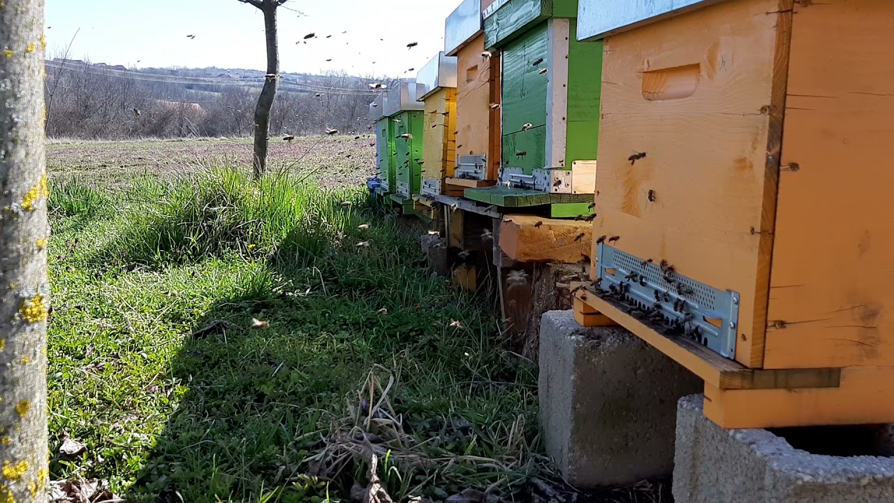 Včielky - prelety. 27.3.2021. BEEHIVES, BIENENZUCHT.