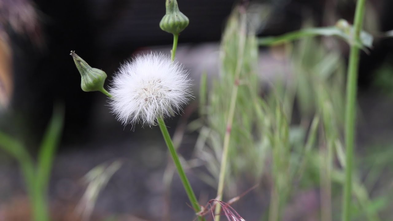 ANNUAL SOW THISTLE (Sonchus oleraceus)