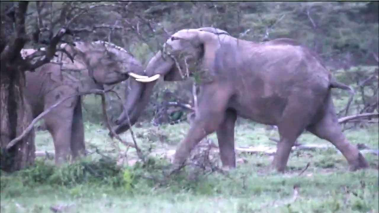 Rough and Tumble Playtime: Young Elephants Kick Up the Dust | TBLTC Safaris