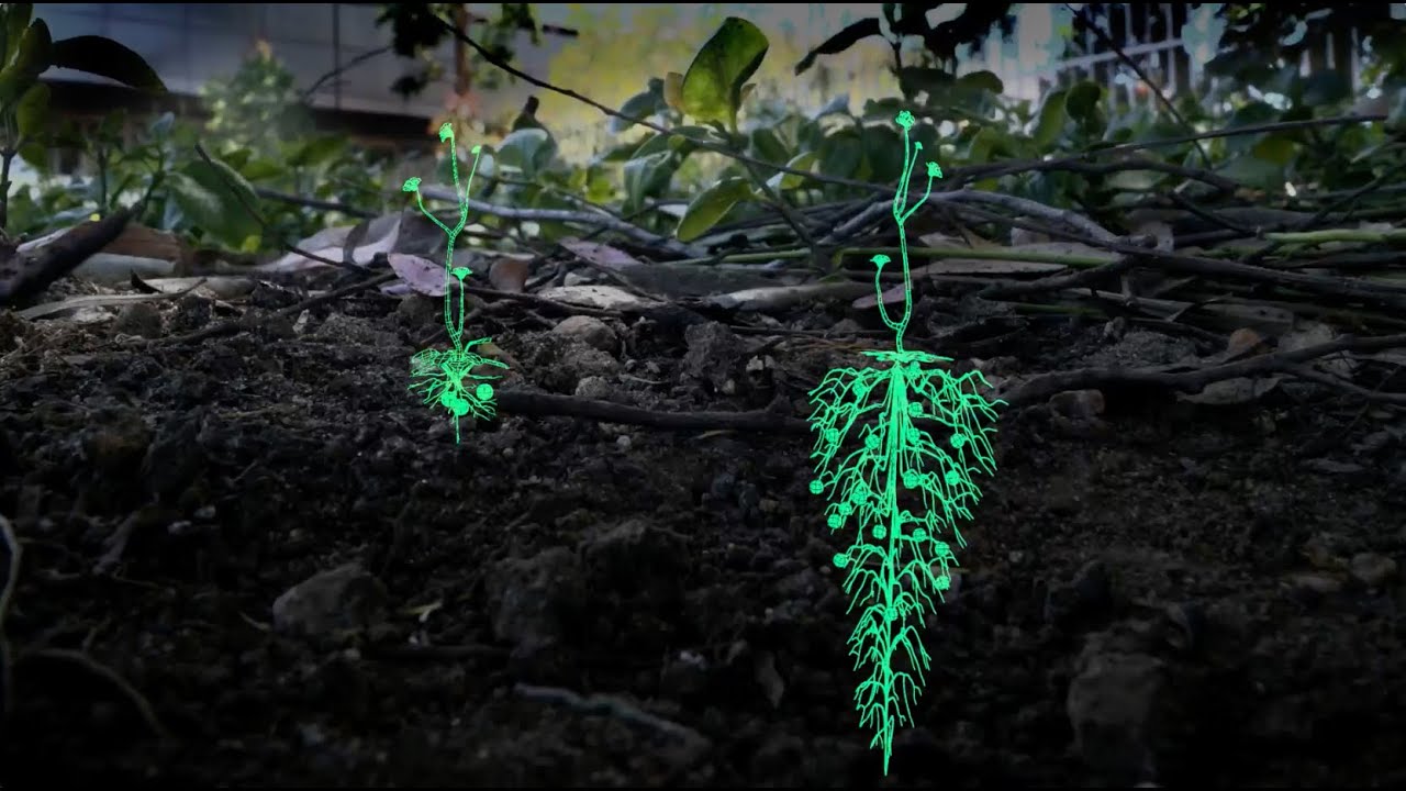 Harnessing Plants Initiative at the Salk Institute