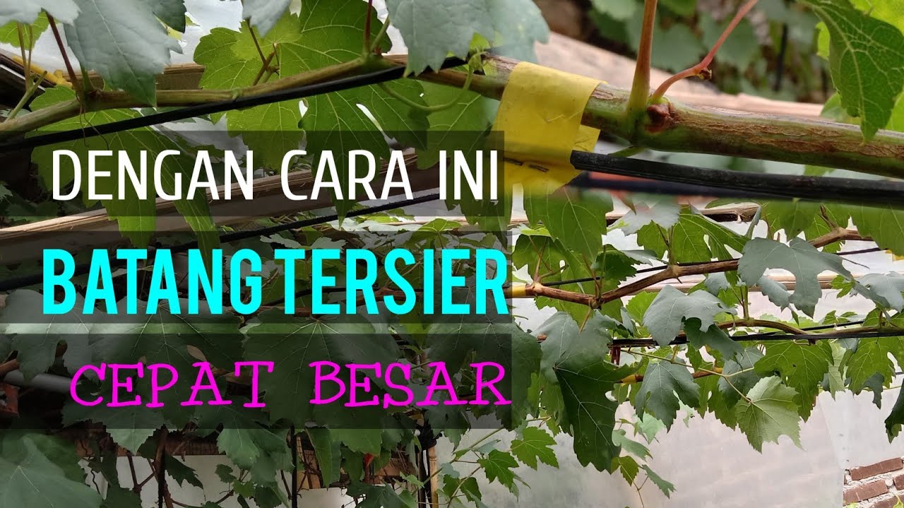 Cara membesarkan batang tersier anggur