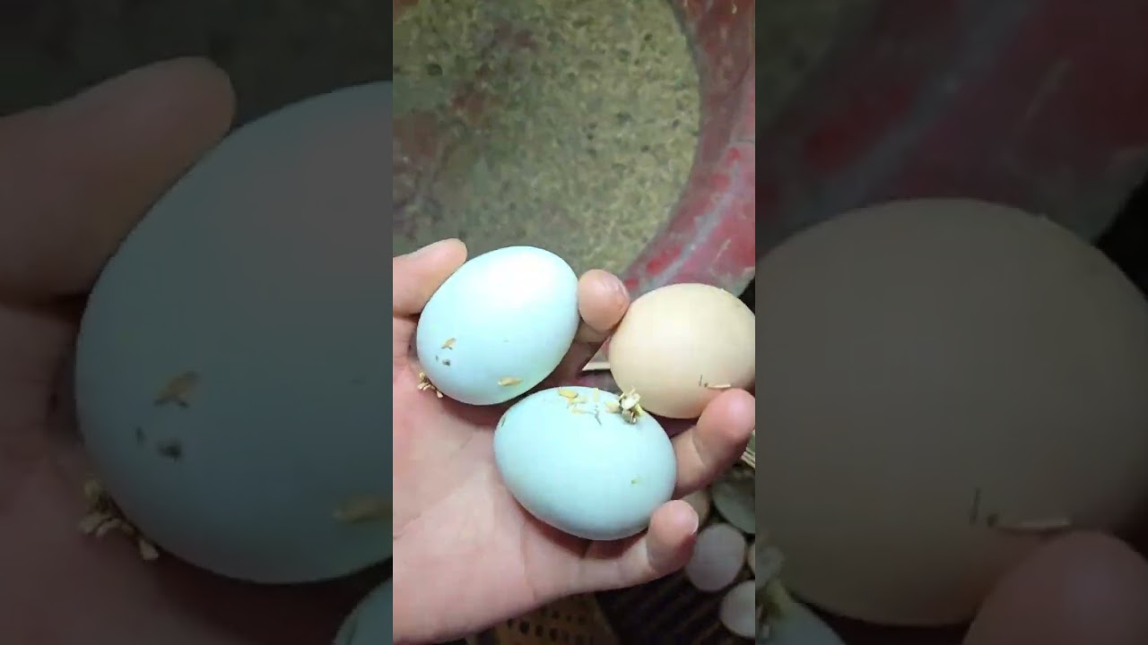What s it like to pick up eggs until your hands are weak #Pick up eggs#Real Life Plan#The