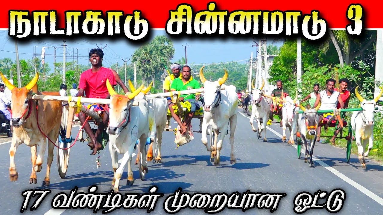 நாடாகாடு சின்னமாடு 3 19/01/2026#krish_studio_kattumavadi