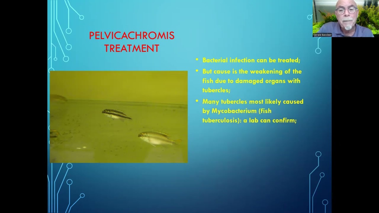 Fish disease case nr. 345 Pelvicachromis Cichlid with bacterial infection & tubercles in the organs