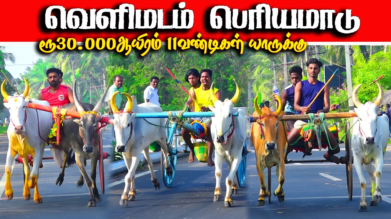 வெளிமடம் பெரியமாடு பந்தயம் 14.02.2026