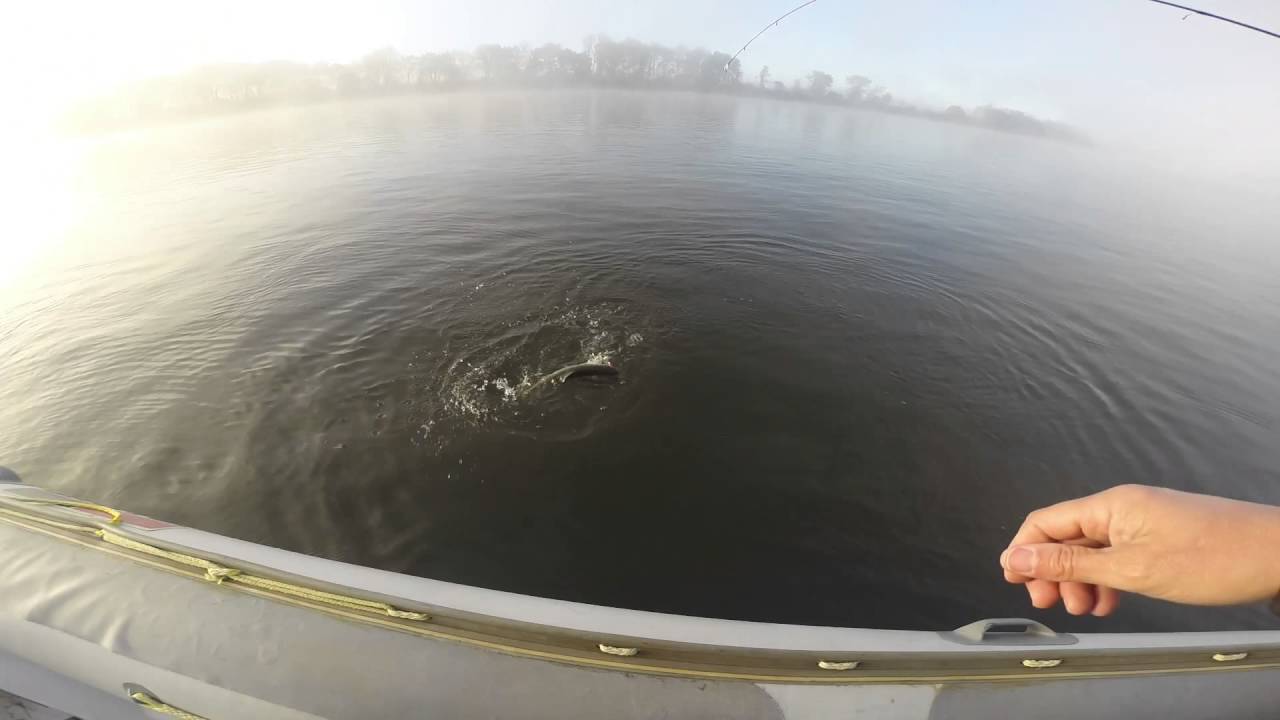 Truta Rio Minho / Big Trout in a fishing Rio Minho
