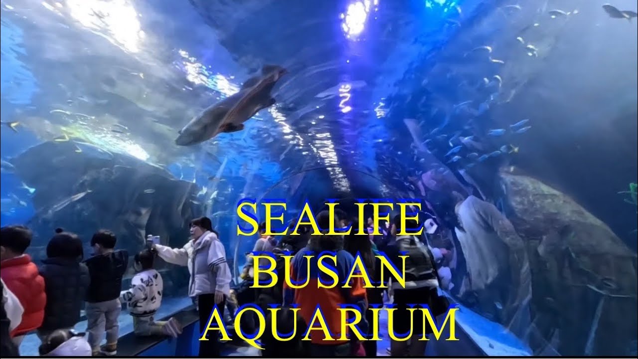 INSIDE SEALIFE BUSAN AQUARIUM | itsmenarin