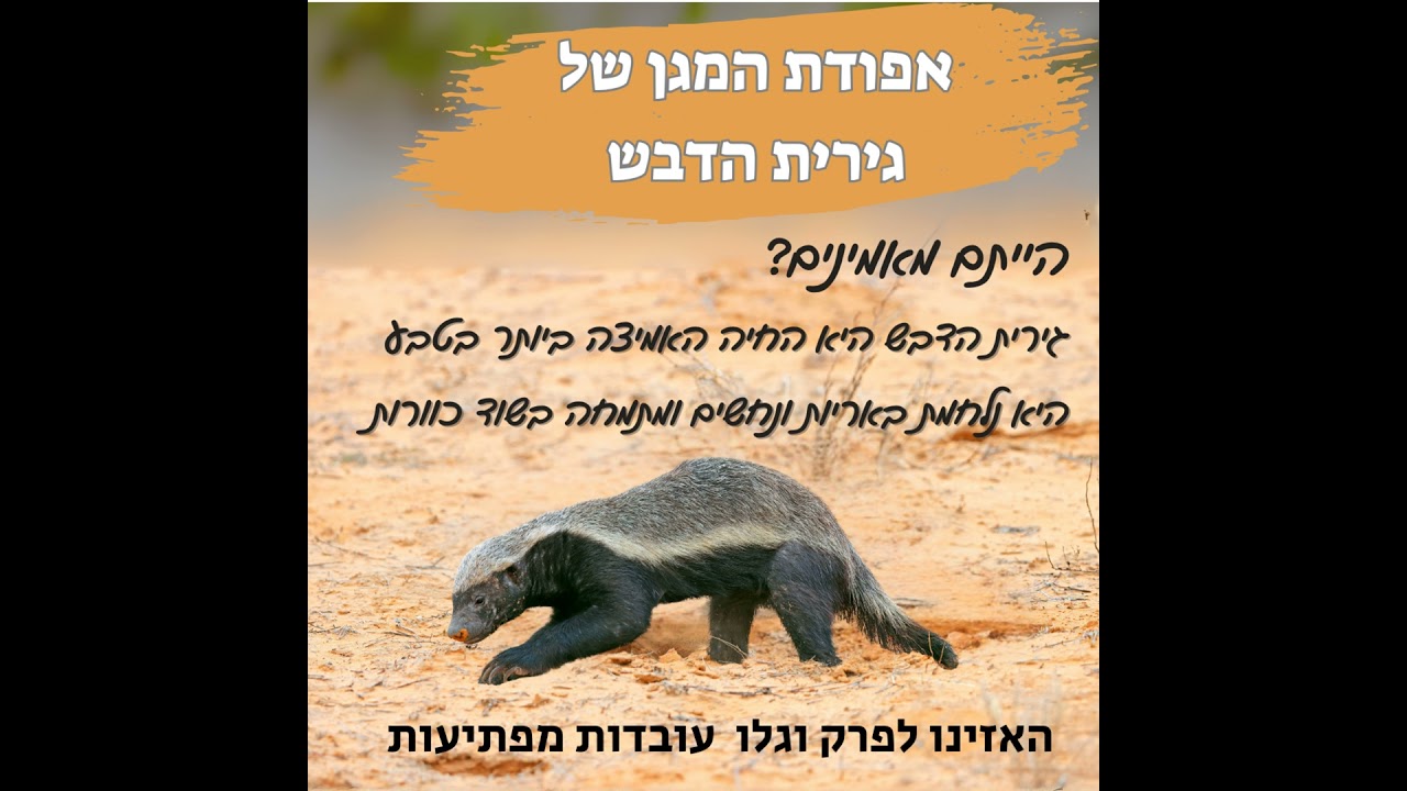 טריילר- אפודת המגן של גירית הדבש