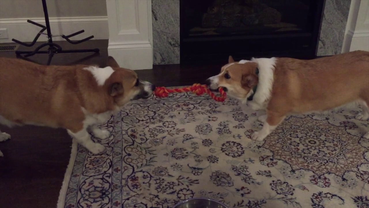 Corgi Tug of war