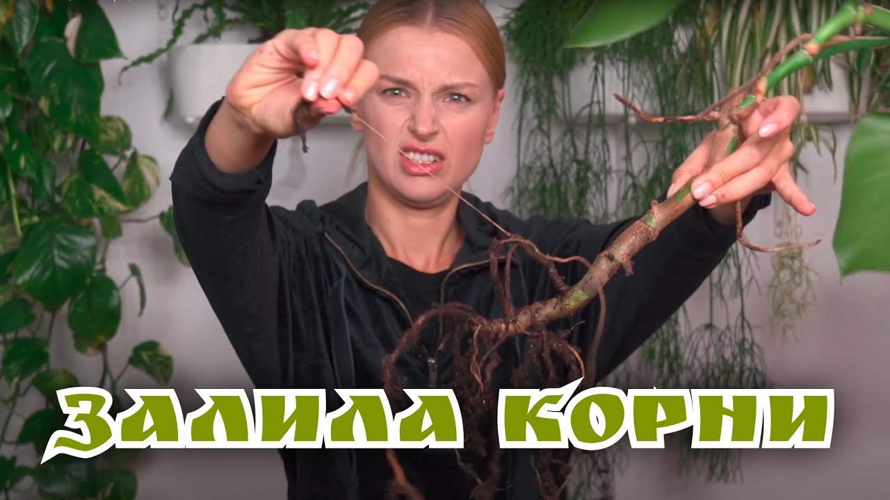 Что делать если залила растение? Пересаживай со мной | Монстера | 2021