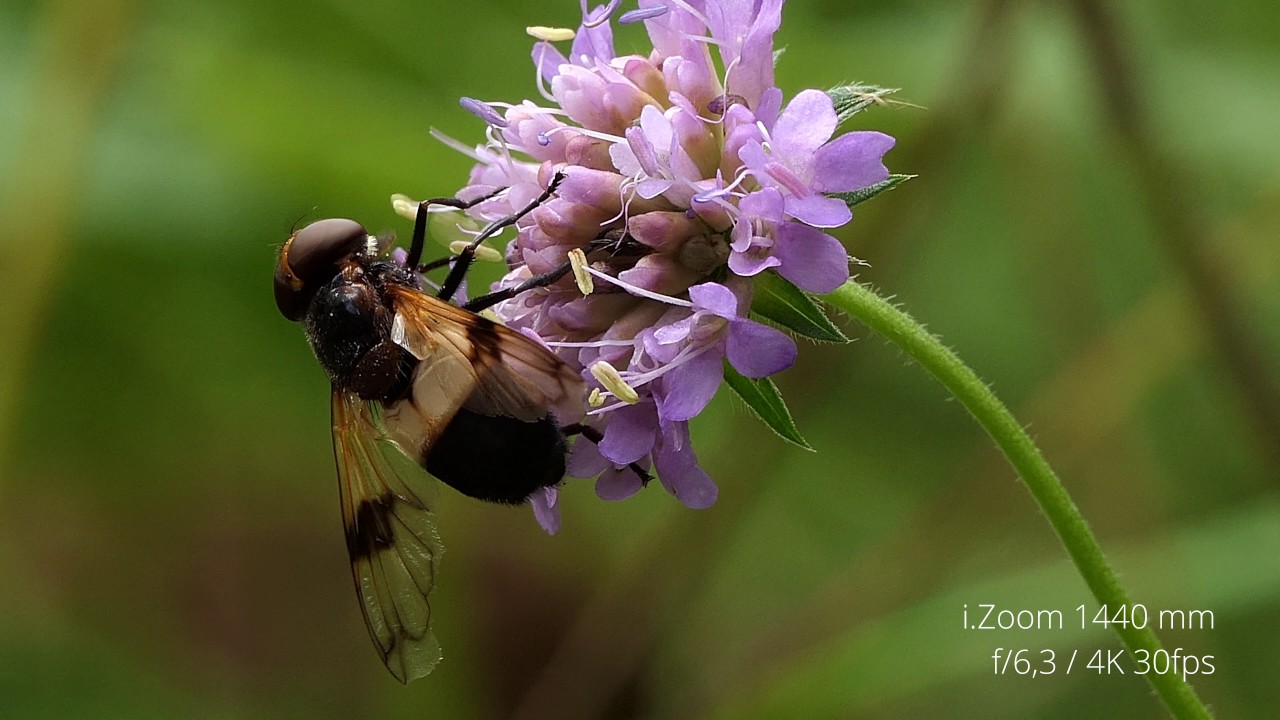 Lumix FZ2000 / FZ2500 / Optical and Intelligent Zoom / Great Pied Hoverfly / Waldschwebfliege / 4K