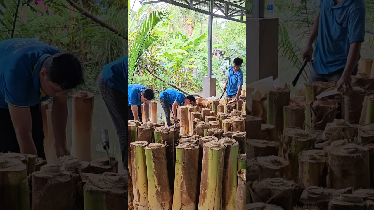 Edible Dwarf Coconut Tree in Vietnam - Coconut Tree Cutting Skills
