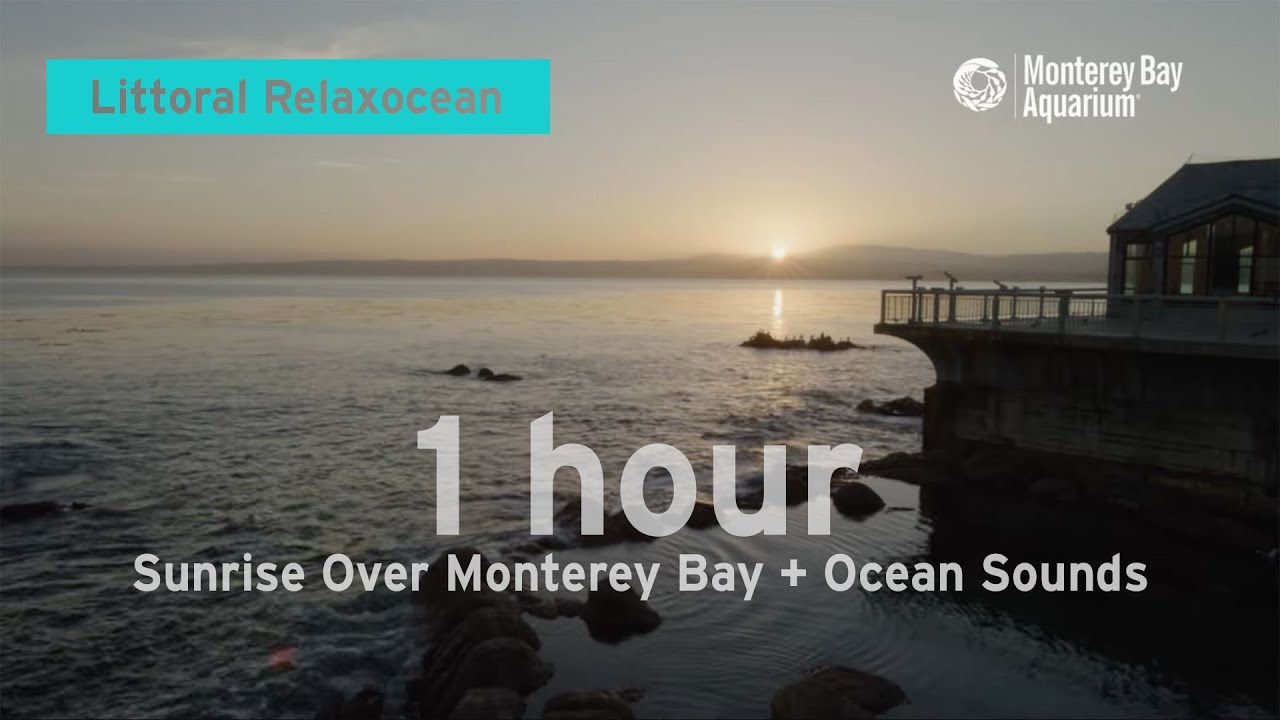 One Hour of Sunrise + Ocean Sounds from Monterey Bay to Relax/Study/Work To | Littoral Relaxocean