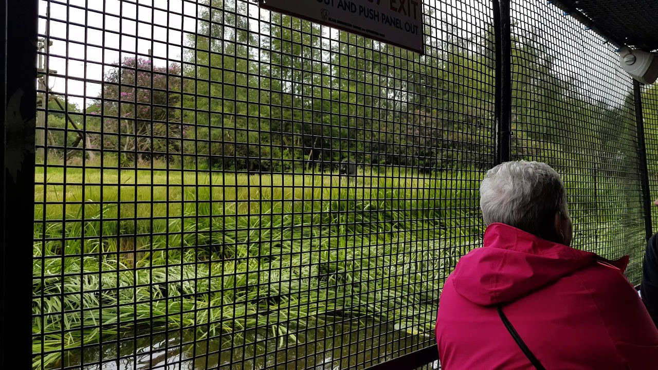 17 June 2018 Blair Drummond Safari   Chimps Lobbing Stuff