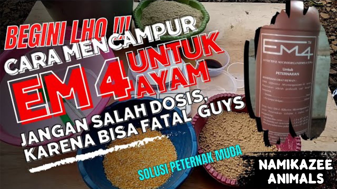 BEGINI LHO!!! CARA MENCAMPUR EM4 DENGAN PAKAN AYAM YANG BENER | SIMAK VIDEONYA BIAR GAK SALAH