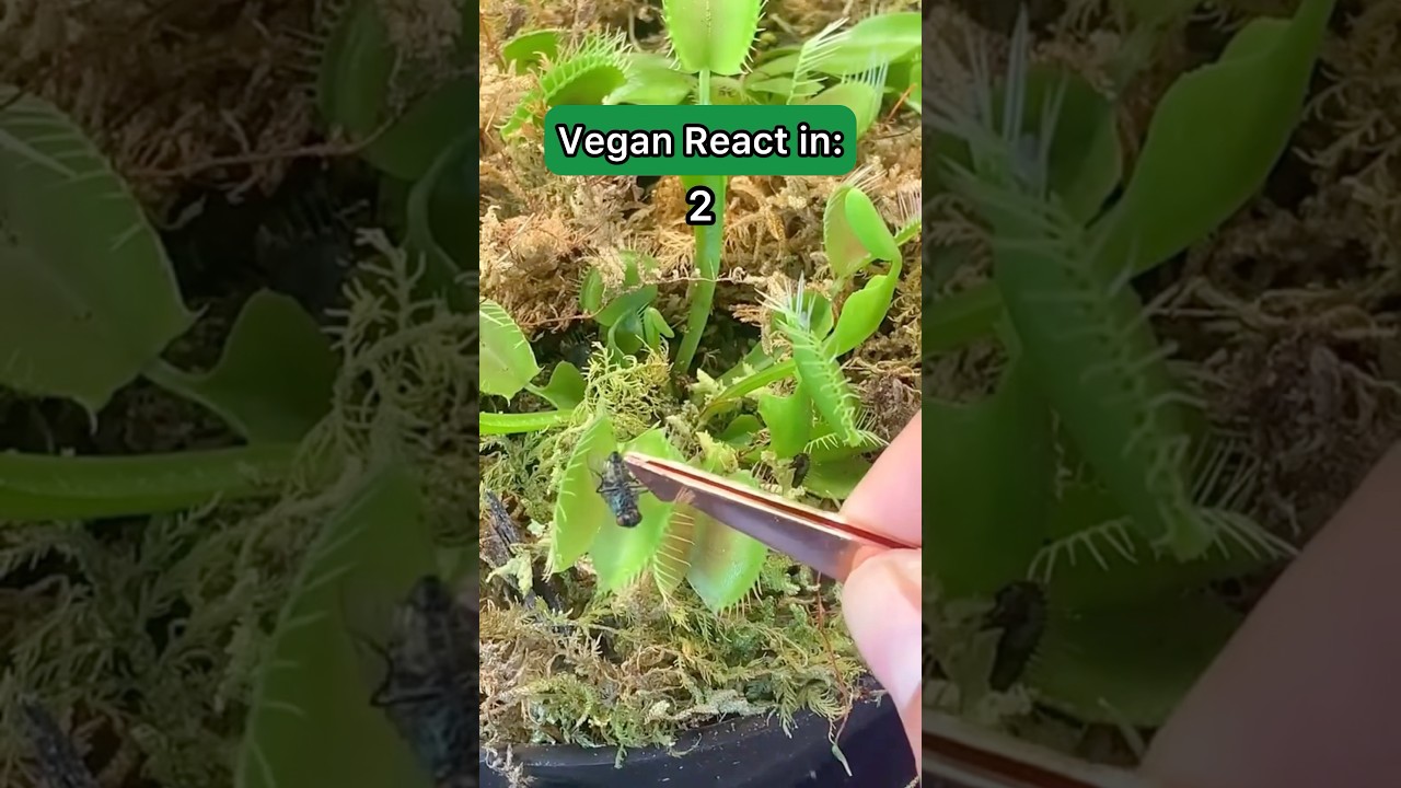 Vegan Reacts to non-vegan Plants #vegans #shorts #venusflytrap #shorts