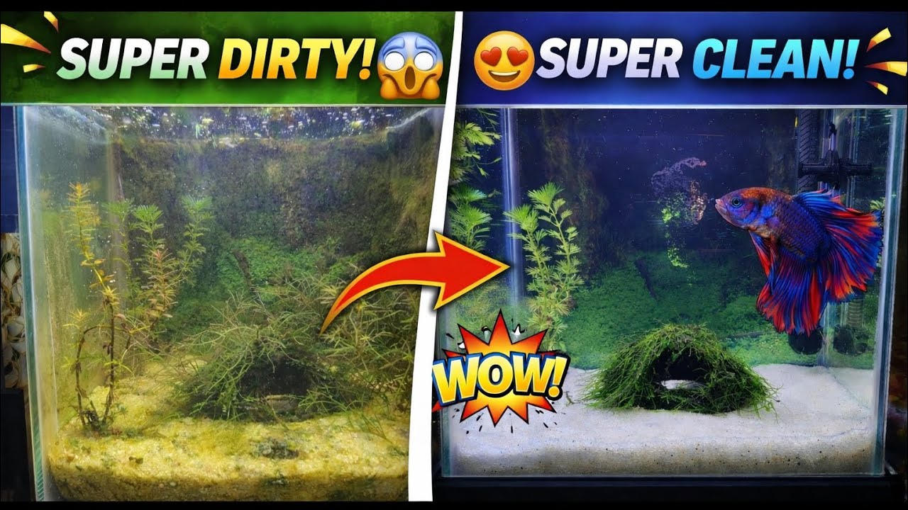Betta Fish Tank Cleaning | Ye Galti Betta Ko Maar Sakti Hai 😱 #fish #fishing #betta #aquarium #viral