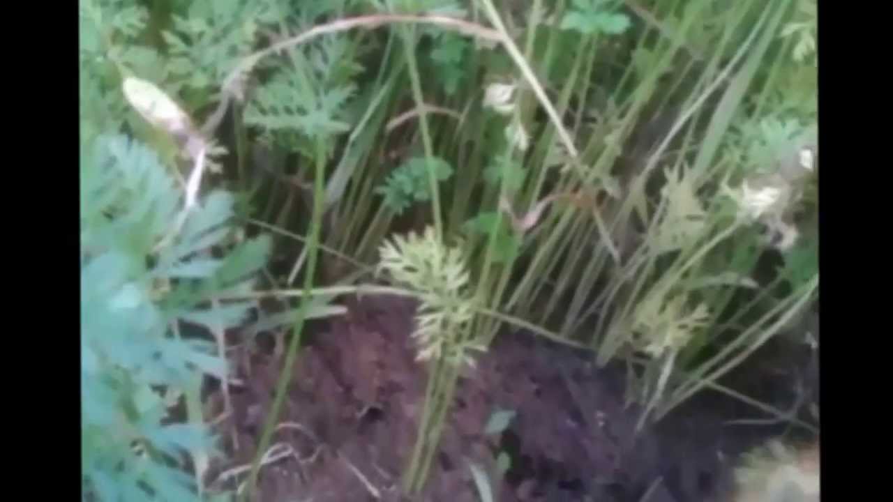 Rwanie marchwi, marchew, Karotten, carrots, морковь, Daucus carota L., porkkanat, snatch carrots