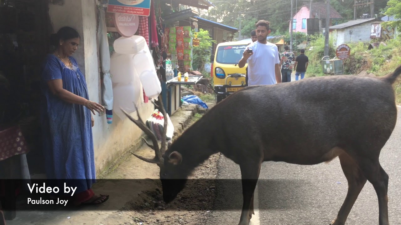 Friendly Sambar Deer, Kerala