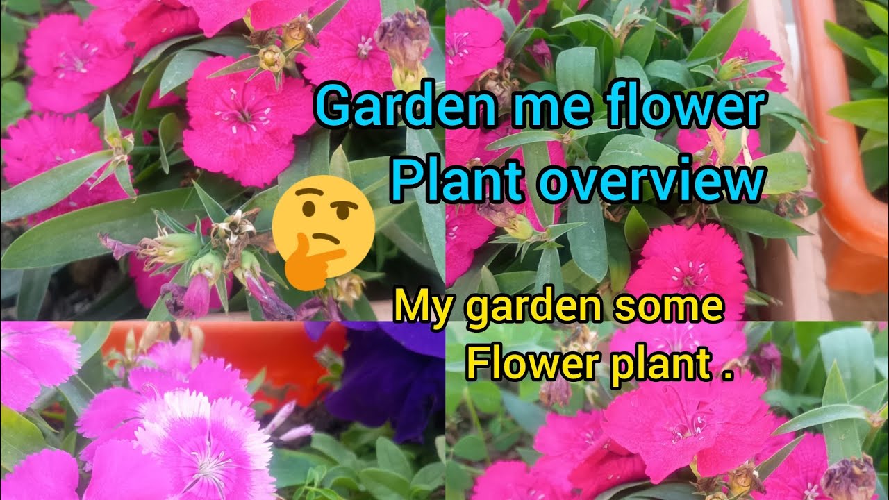 Garden me flower plant overview.