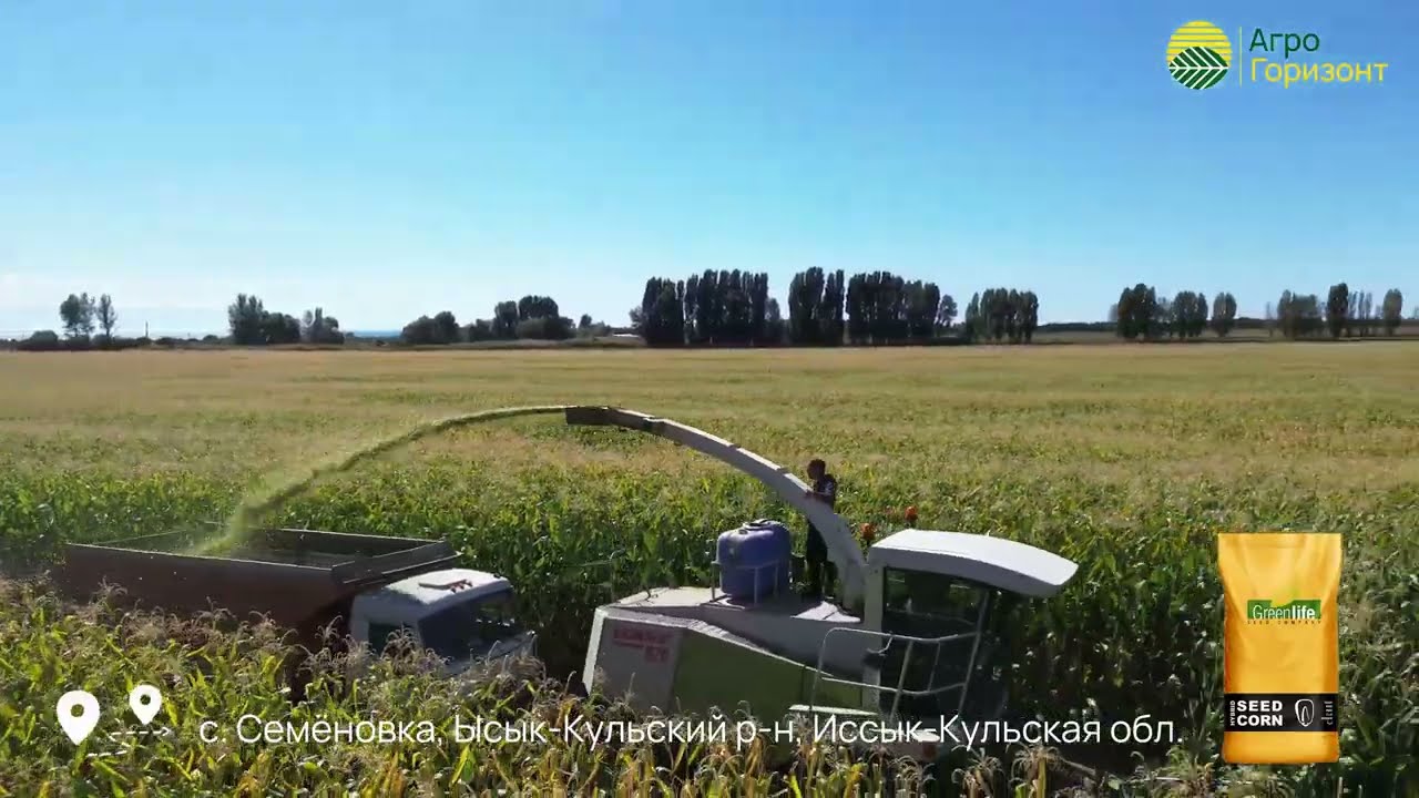Уборка кукурузы на силос / Гибрид: MUSTANG (ФАО 600) / с. Семёновка, Ысык-Кульский р-н #агрогоризонт