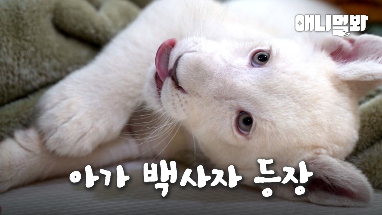 저희가 그 화제의 백사자 남매입니다?! 어흥🤍 I We're The White Lion Sibling Everyone's Talking About