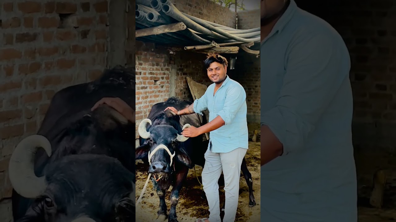 Wait for entry ⛔#cow #dairy #dairyfarm #indiandairy #farming #dairyfarmersindia #love#animals #real