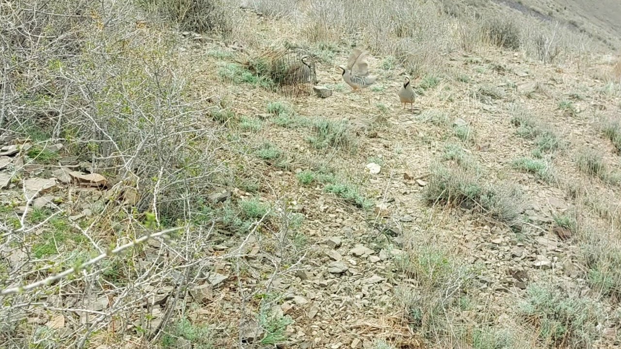 Шикори Кабк Keklik avi tuzakla Охота на куропатка Partridge hunting Kabk shikar شکار کبک Chukar avi