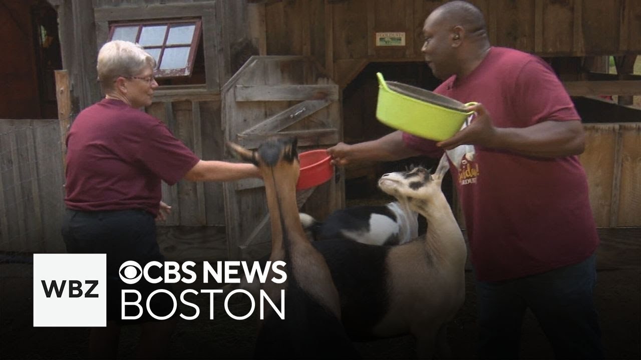 How a Massachusetts farm is giving animals a second chance