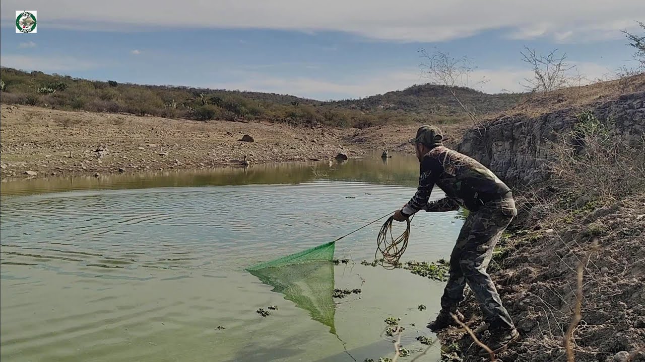 Mira cuanta tilapia encontré en este arroyuelo