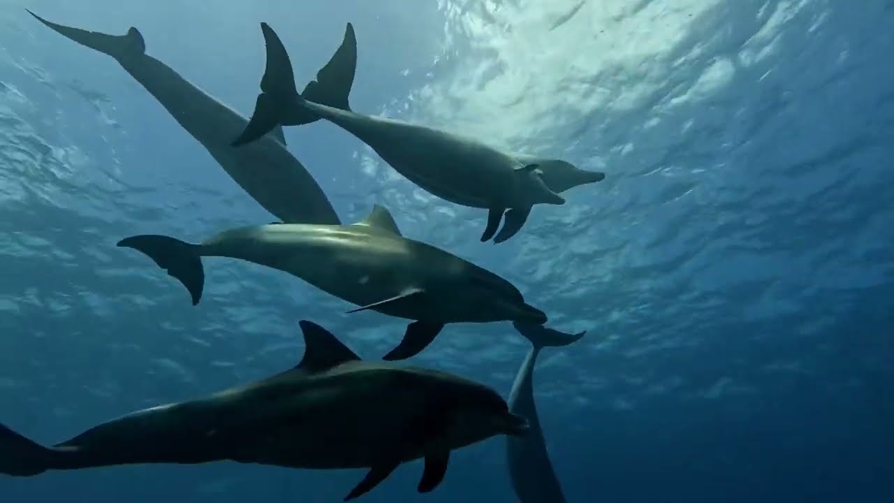 八丈島にてイルカとダイビング（scuba diving with Dolphin）