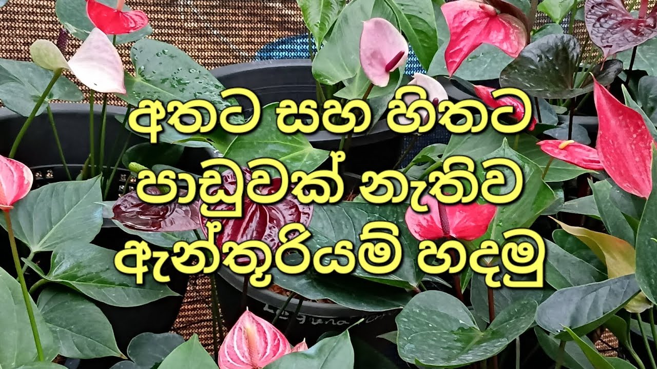 පැල හැදුනත් මුදල් පැල මැරුනත් මුදල්#anthurium #plants 