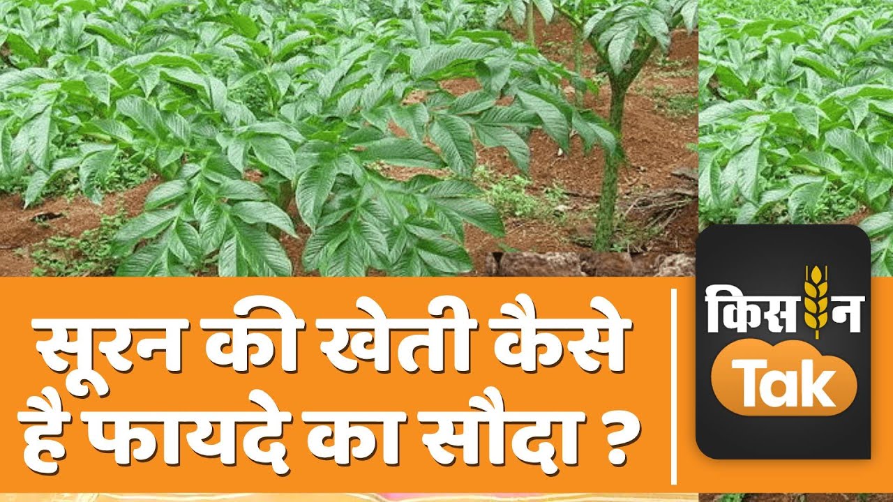 Suran Ki Kheti: किसान अब खैनी की खेती की जगह करने लगे सूरन की खेती, जानें वजह | Kisan Tak