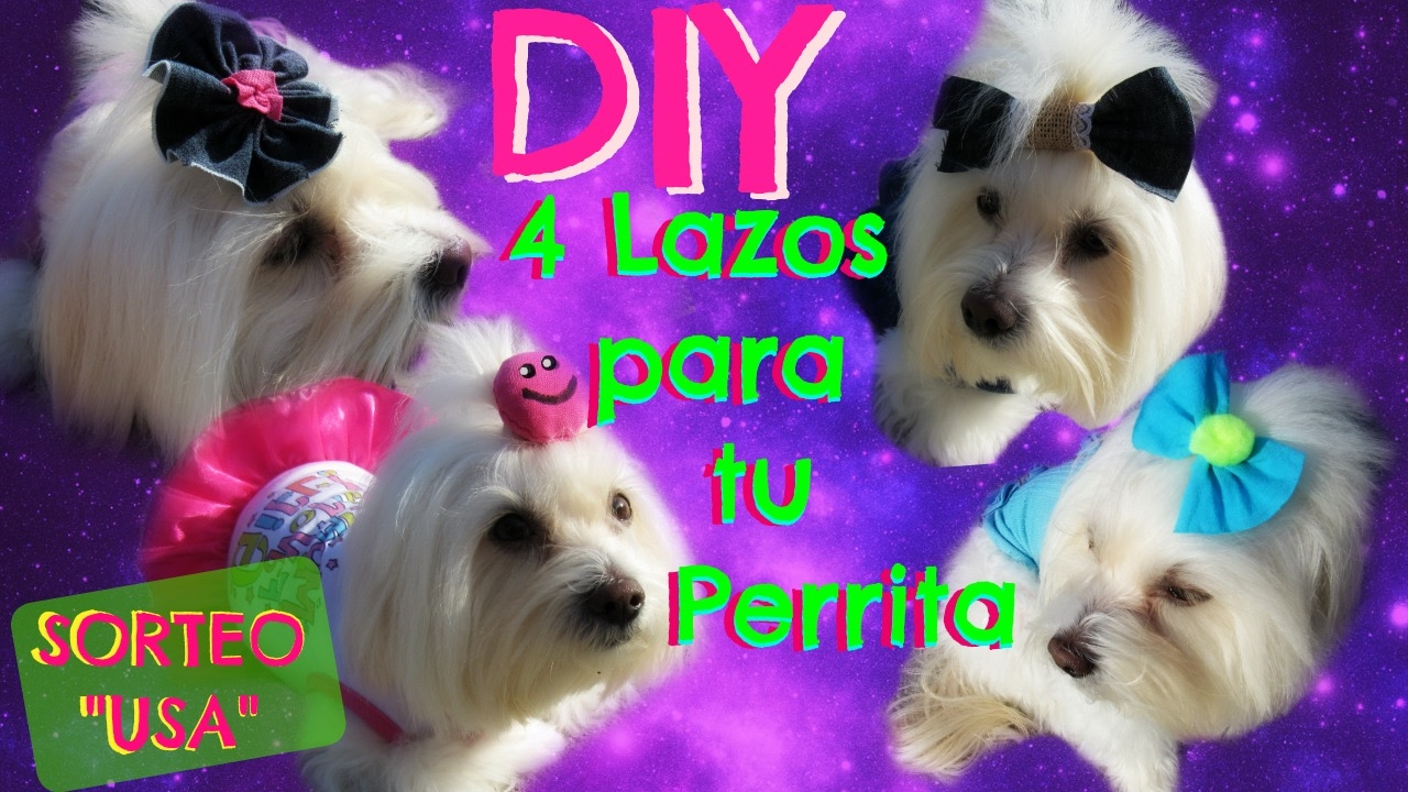 DIY 4 lazos para perritas, Coton de tulear I Lorentix