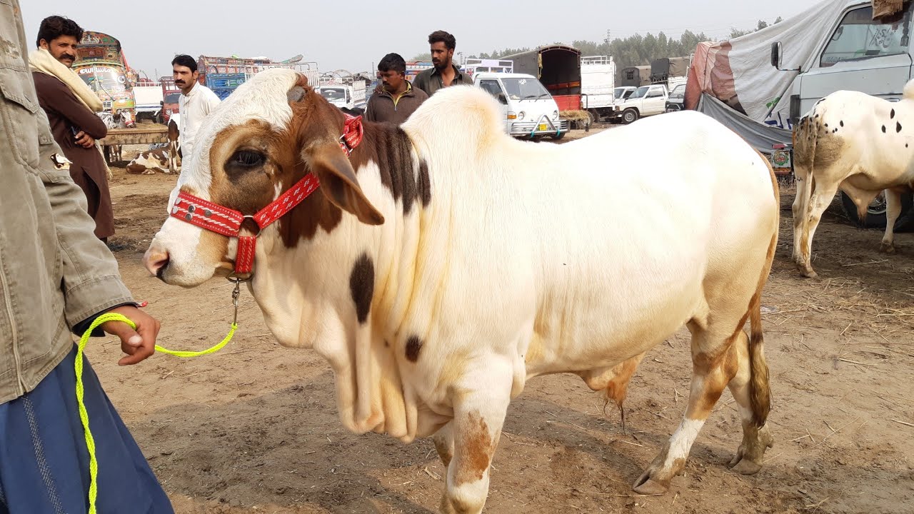 Nukra Ablack Dabba Konsi Kaisi Beauty Chayay 2019 Bakra Eid Per ???
