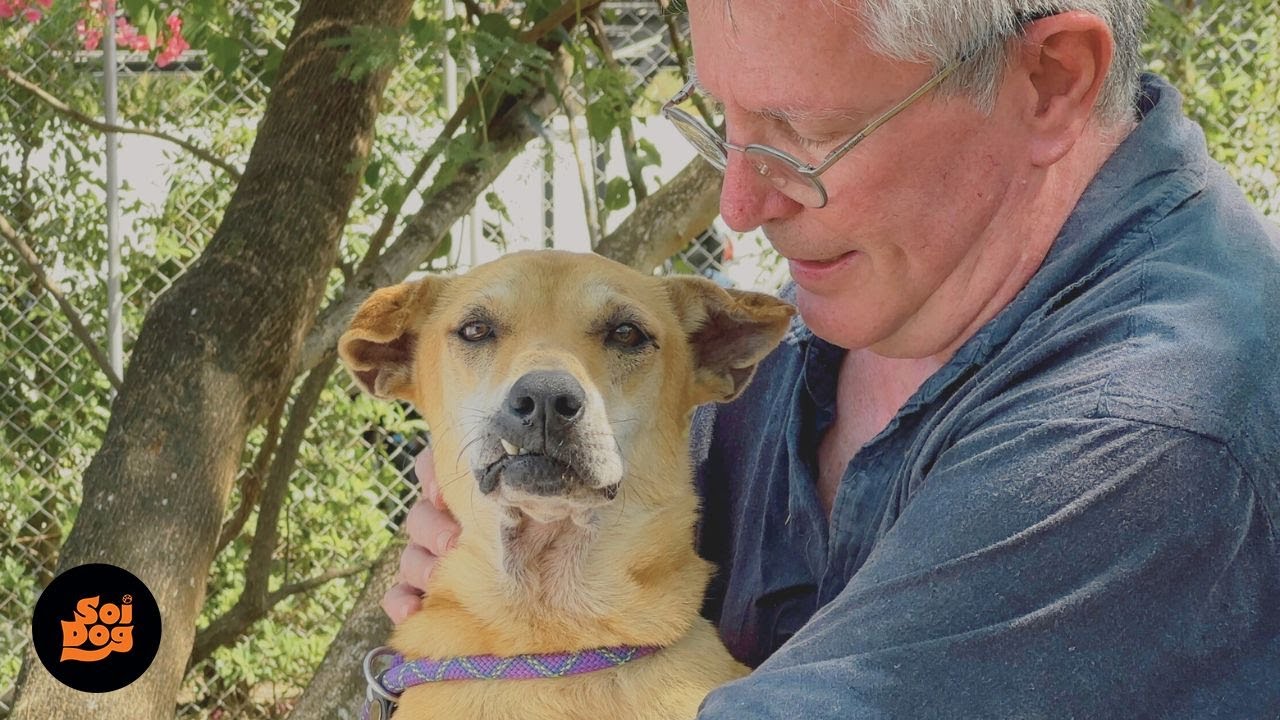 Paul Barton's biggest fan is a senior rescue dog #rescuedandloved #dogcuddles