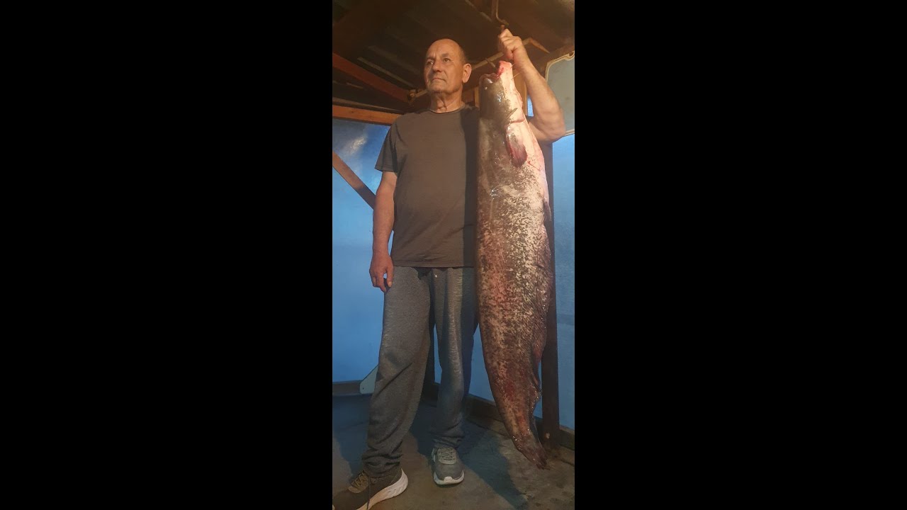 How to fillet big Silver Carp fish - by Gicanu