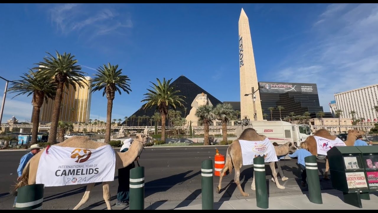 Camel Parade In Las Vegas