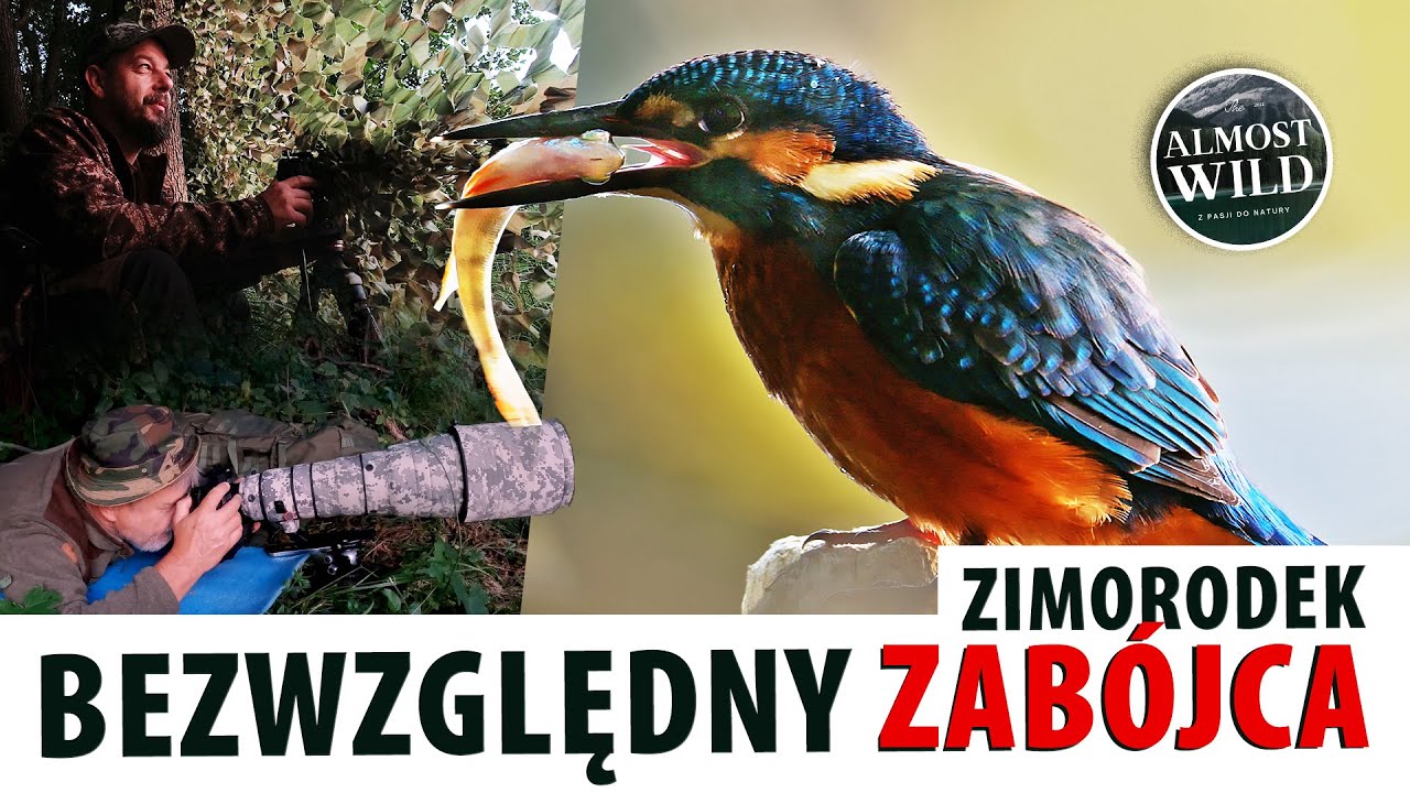 Nasze spotkanie z Zimorodkiem czyli BEZWZGLĘDNOŚĆ natury naszymi oczami