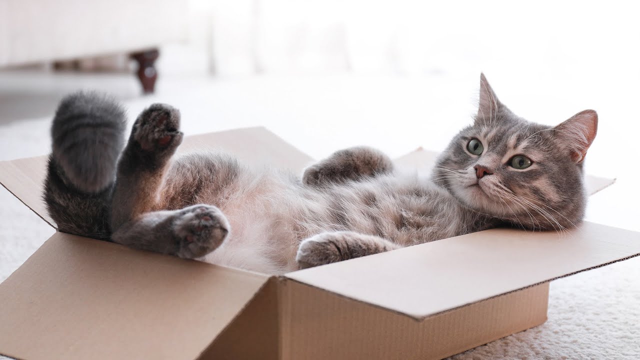 Cat Relaxation Music - Relaxing Music for Cats with Rain Sounds, Harp Music to Calm Cats🐱